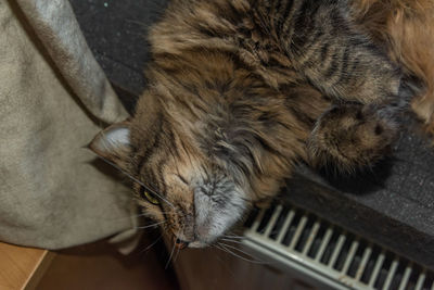 High angle view of cat sleeping