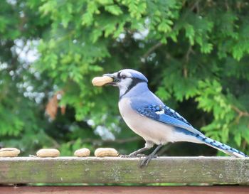 Close-up of blue jay perching on railing
