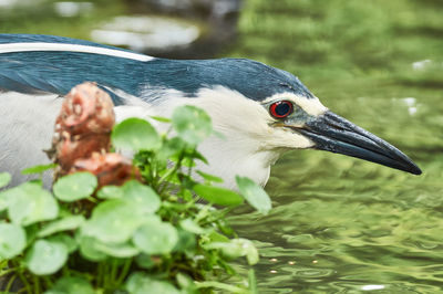 Close-up of bird