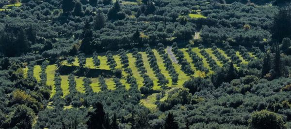 High angle view of trees growing in farm