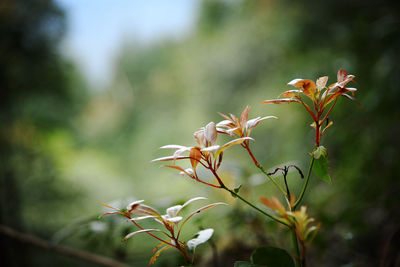 Close-up of red flowering plant