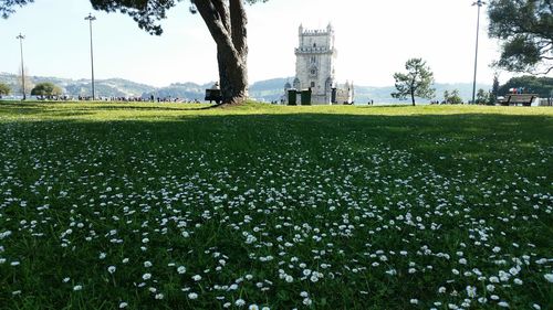 Plants growing on field