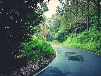 Road passing through forest