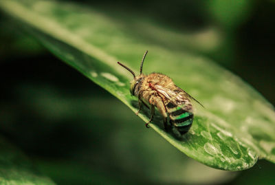 Close-up of insect on leaf