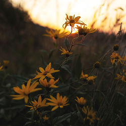 Close-up of yellow flowering plants on field