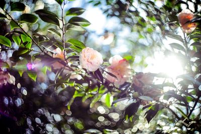 Close-up of flowers on tree