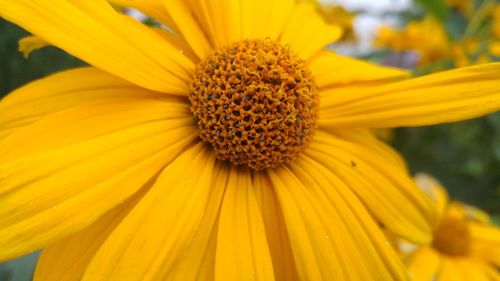 Macro shot of yellow flower