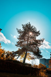 Low angle view of trees against sky during autumn