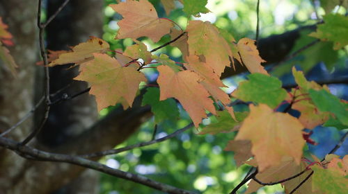 Low angle view of maple leaves on tree