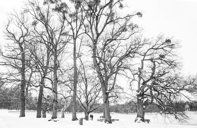 Bare trees on snow covered land against sky