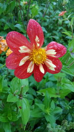 Close-up of wet red hibiscus blooming outdoors