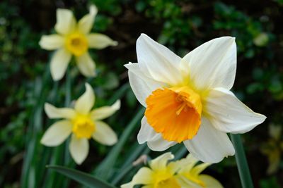 Close-up of yellow flower