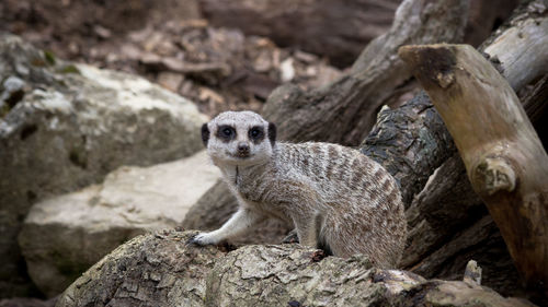 Portrait of an animal on rock