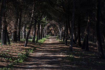 Footpath amidst trees in forest