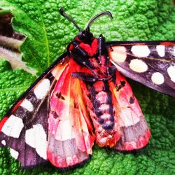 Close-up of butterfly on plant