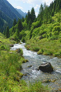 Scenic view of stream flowing in forest