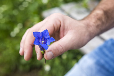 Closeup of man holding blue gentian into the camera