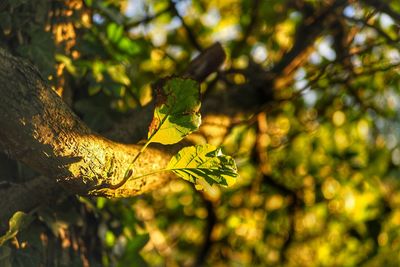 Close-up of autumn leaves on branch