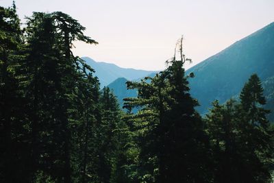 Scenic view of trees against sky