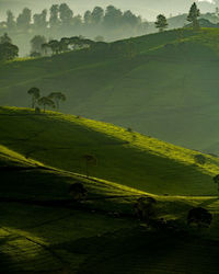 Scenic view of grassy field