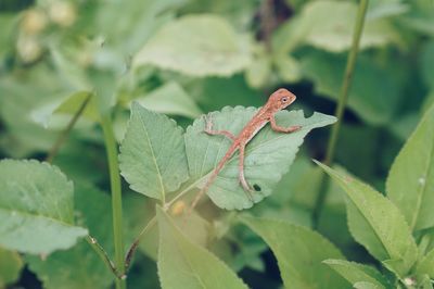 Close-up of insect on plant