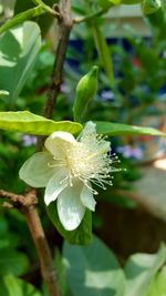 Close-up of flower blooming outdoors