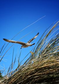 Low angle view of birds flying against blue sky