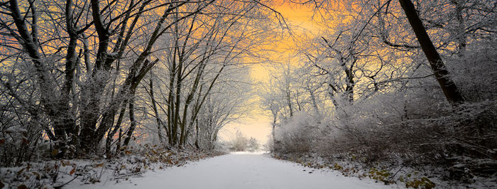 Snow covered road amidst bare trees during winter