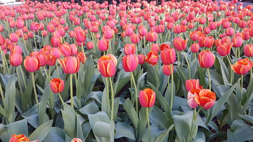 Close-up of pink tulips on field