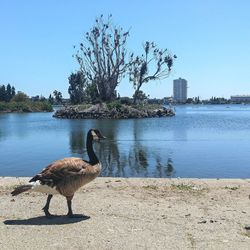 Bird on lake against clear sky