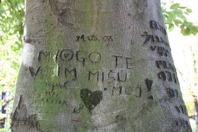 Close-up of tree trunk