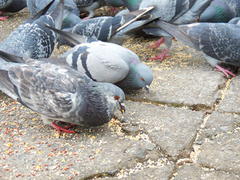 Close-up of birds on beach