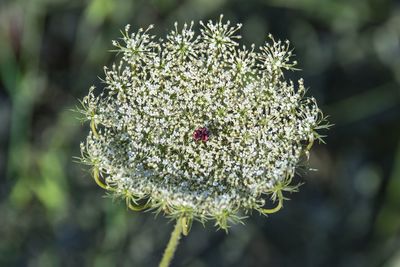 Close-up of insect on plant