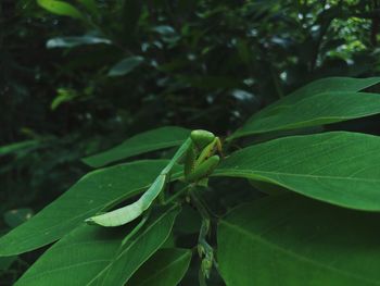 Close-up of green leaves on plant