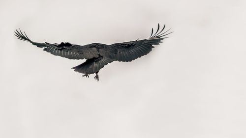 Low angle view of two birds