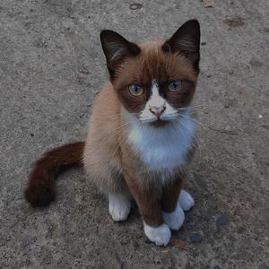 Portrait of cat sitting outdoors