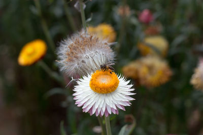 Close-up of white flowering plant