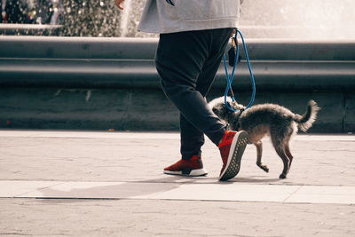 Low section of woman with dog walking on footpath