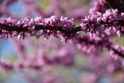 Close-up of pink flowers on branch