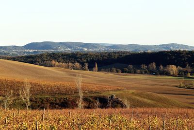 Scenic view of field against clear sky