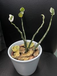 Close-up of potted plant on table