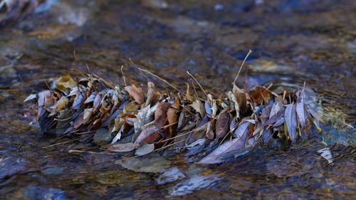 Close-up of dead fish in water