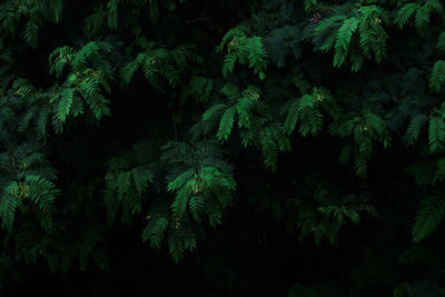 Full frame shot of trees at night