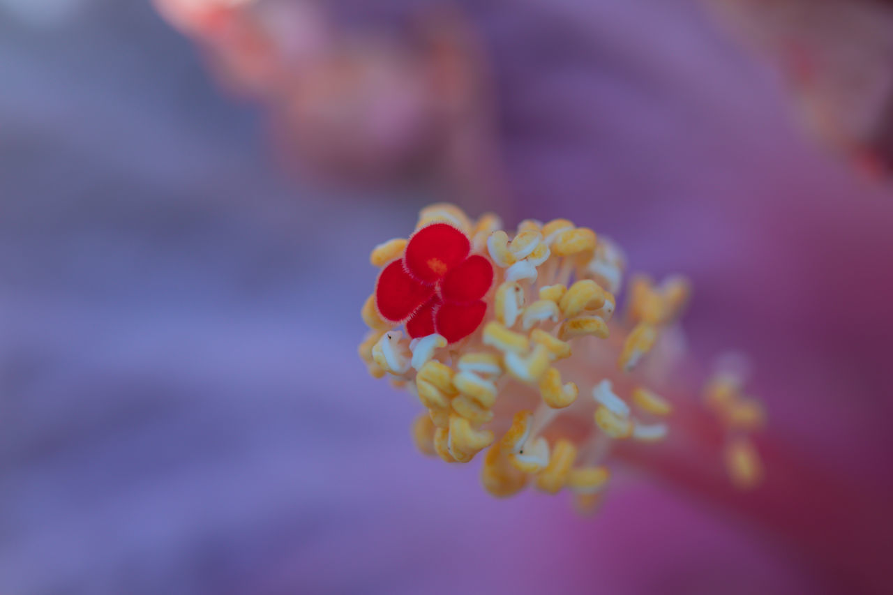 CLOSE-UP OF PINK FLOWER