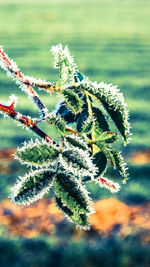 Close-up of leaves