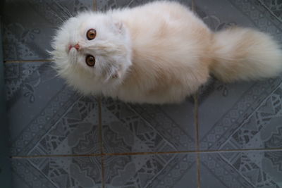 White scottish cat looking up at something