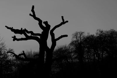 Silhouette of bare trees against sky at sunset