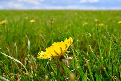 Close-up of insect on yellow flower in field