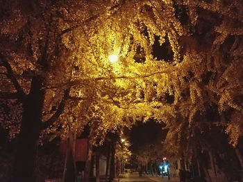 Low angle view of trees against sky at night