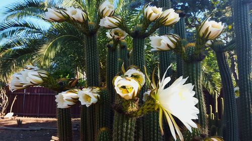 Close-up of white flowers